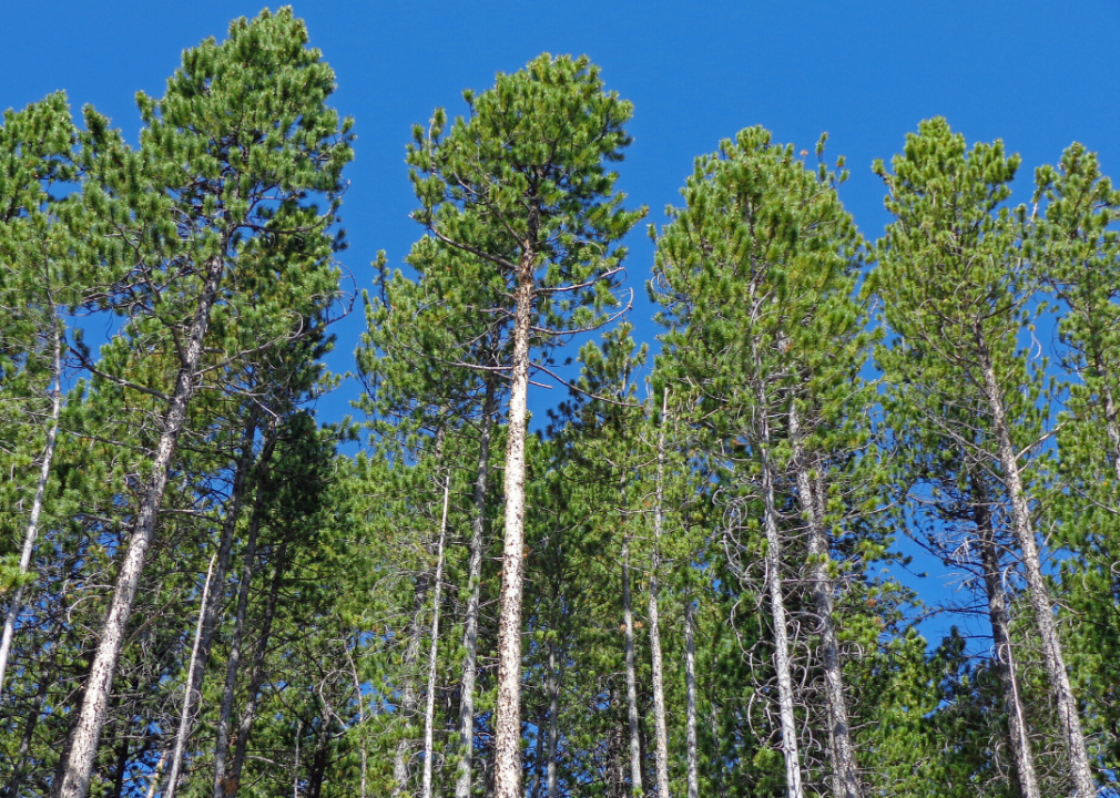 Answer: Tree #3